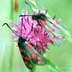 burnet moth